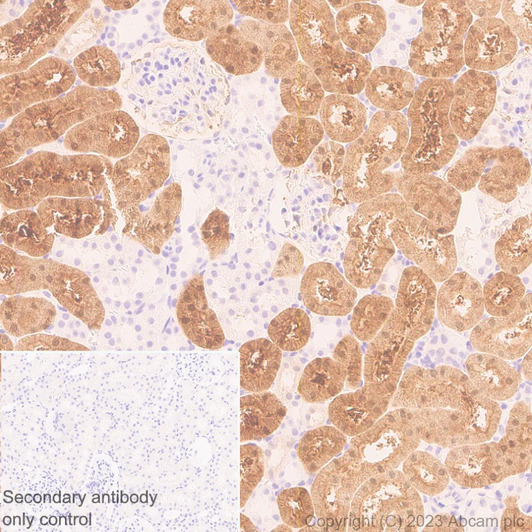 Immunohistochemistry (Formalin/PFA-fixed paraffin-embedded sections) - Anti-Glycerol 3 Phosphate Dehydrogenase antibody [EPR25996-4] - BSA and Azide free (AB313872)