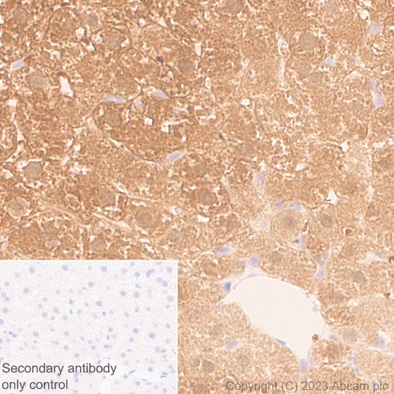 Immunohistochemistry (Formalin/PFA-fixed paraffin-embedded sections) - Anti-Glycerol 3 Phosphate Dehydrogenase antibody [EPR25996-4] - BSA and Azide free (AB313872)