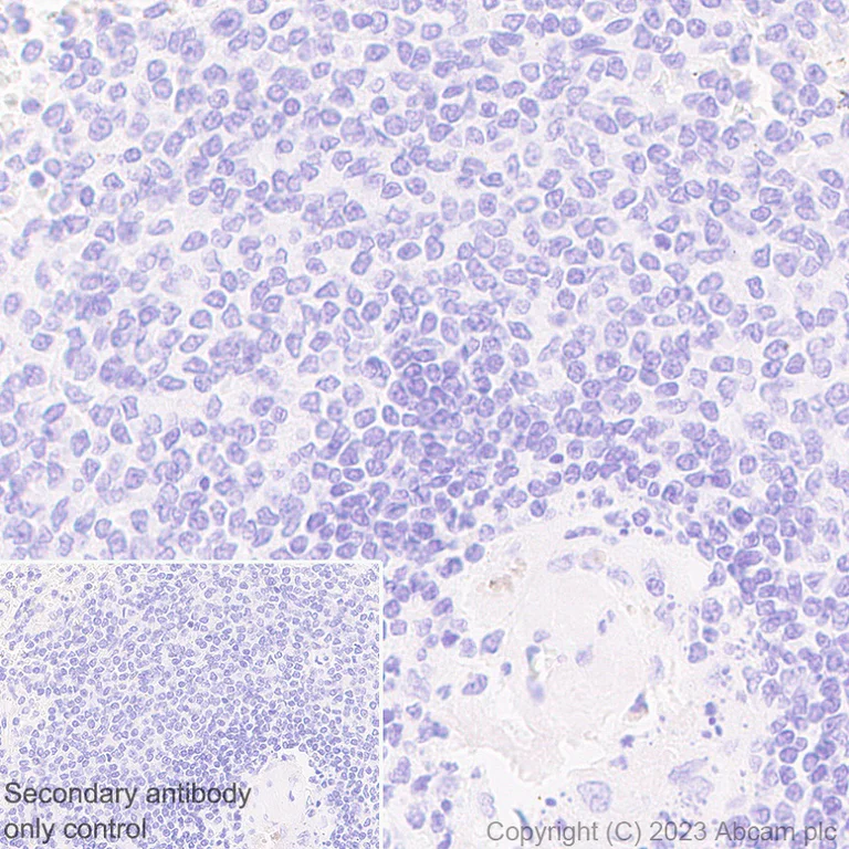 Immunohistochemistry (Formalin/PFA-fixed paraffin-embedded sections) - Anti-Glycerol 3 Phosphate Dehydrogenase antibody [EPR25996-4] - BSA and Azide free (AB313872)