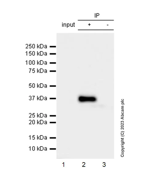 Immunoprecipitation - Anti-Glycerol 3 Phosphate Dehydrogenase antibody [EPR25996-4] - BSA and Azide free (AB313872)