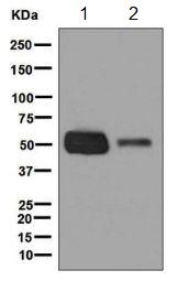 Western blot - Anti-Glycerol kinase antibody [EPR6567] - BSA and Azide free (AB248122), expandable thumbnail