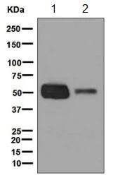 Western blot - Anti-Glycerol kinase antibody [EPR6567] - BSA and Azide free (AB248122)