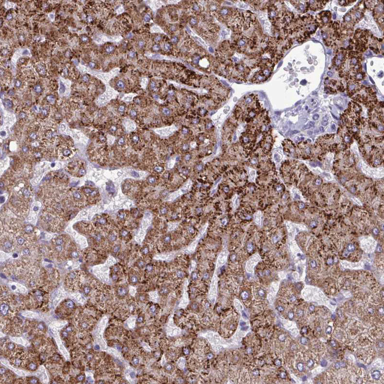 Immunohistochemistry (Formalin/PFA-fixed paraffin-embedded sections) - Anti-Glycine decarboxylase antibody (AB204087)