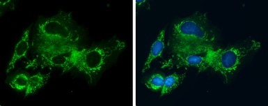 Immunocytochemistry/ Immunofluorescence - Anti-Glycine decarboxylase antibody (AB97625)