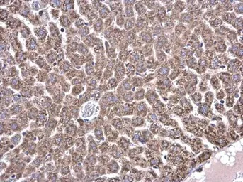 Immunohistochemistry (Formalin/PFA-fixed paraffin-embedded sections) - Anti-Glycine decarboxylase antibody (AB97625)