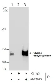 Immunoprecipitation - Anti-Glycine decarboxylase antibody (AB97625)