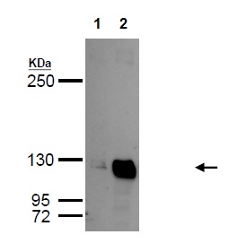 Western blot - Anti-Glycine decarboxylase antibody (AB97625), expandable thumbnail