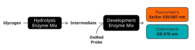 Biochemical assay - Glycogen Assay Kit (AB65620)