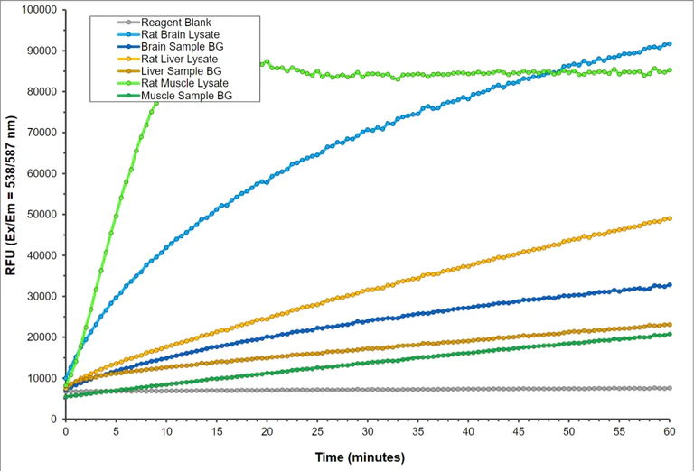 Functional Studies - Glycogen Phosphorylase Activity Assay Kit (Fluorometric) (AB308153)