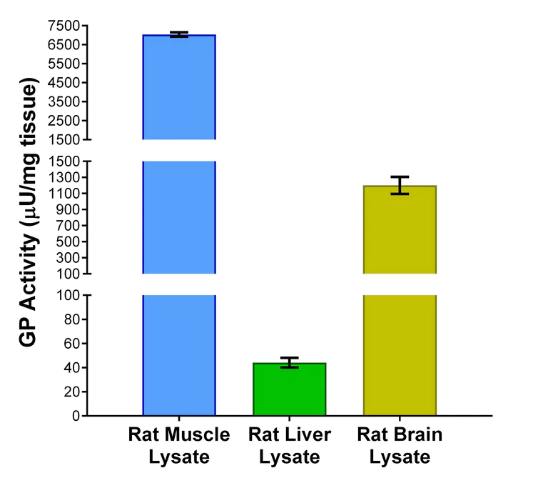 Functional Studies - Glycogen Phosphorylase Activity Assay Kit (Fluorometric) (AB308153)