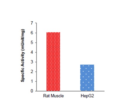 Functional Studies - Glycogen Phosphorylase Assay Kit (Colorimetric) (AB273271)