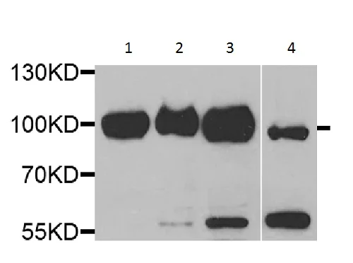 Western blot - Anti-Glycogen synthase 1/GYS1 antibody (AB230422)