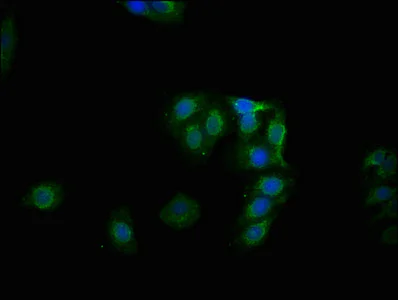 Immunocytochemistry/ Immunofluorescence - Anti-Glycogen synthase 1/GYS1 (phospho S641) antibody [1D1] (AB314028)