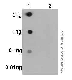 Dot Blot - Anti-Glycogen synthase 1/GYS1 (phospho S641) antibody [EP852Y] (AB81230)