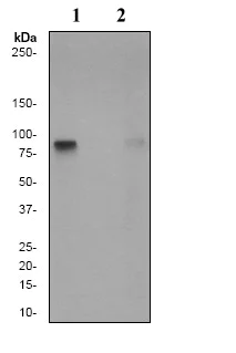 Western blot - Anti-Glycogen synthase 1/GYS1 (phospho S641) antibody [EP852Y] - BSA and Azide free (AB247514)