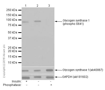 Western blot - Anti-Glycogen synthase 1/GYS1 (phospho S641) antibody [EP852Y] - BSA and Azide free (AB247514)