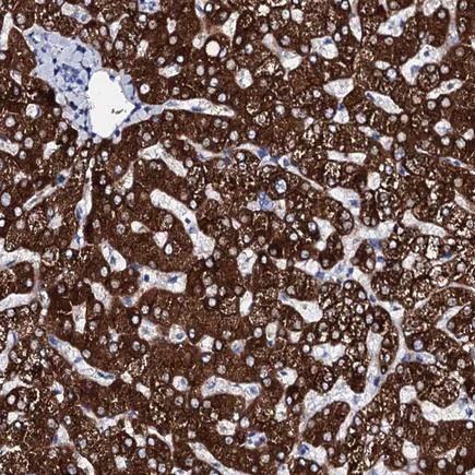 Immunohistochemistry (Formalin/PFA-fixed paraffin-embedded sections) - Anti-Glycogen synthase 2 antibody - C-terminal (AB224552)