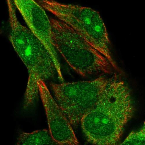 Immunocytochemistry/ Immunofluorescence - Anti-Glycogenin 2 antibody (AB204784)