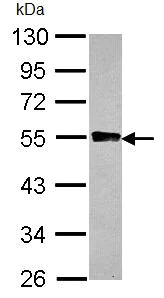 Western blot - Anti-Glycogenin 2 antibody (AB96359)