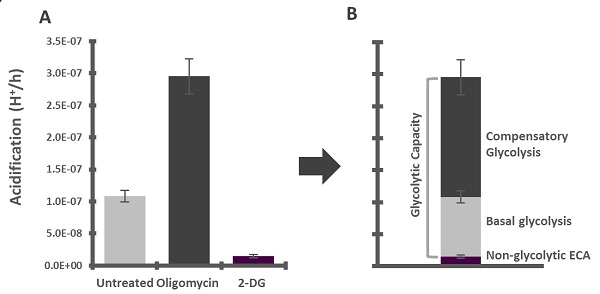 Functional Studies - Glycolysis Stress Test Complete Assay Kit (AB222946), expandable thumbnail