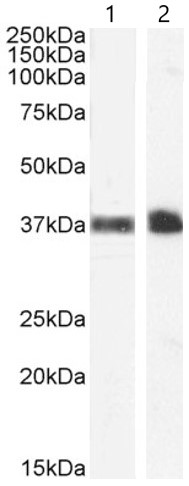Western blot - Anti-Glycophorin A antibody (AB40844)