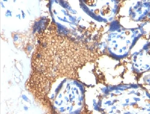 Immunohistochemistry (Formalin/PFA-fixed paraffin-embedded sections) - Anti-Glycophorin A antibody [Clone GYPA/280] - BSA and Azide free (AB212432)