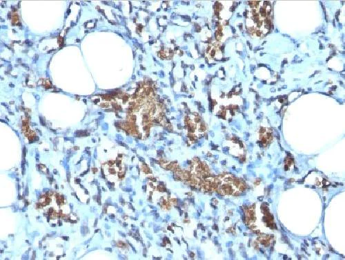 Immunohistochemistry (Formalin/PFA-fixed paraffin-embedded sections) - Anti-Glycophorin A antibody [Clone GYPA/280] - BSA and Azide free (AB212432)