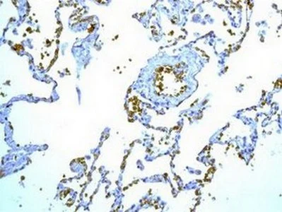 Immunohistochemistry (Formalin/PFA-fixed paraffin-embedded sections) - Anti-Glycophorin A antibody [EPR8199] - BSA and Azide free (AB226153)