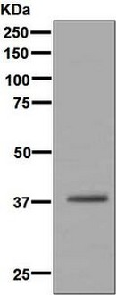 Western blot - Anti-Glycophorin A antibody [EPR8199] - BSA and Azide free (AB226153), expandable thumbnail