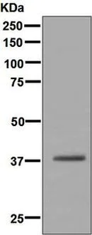 Western blot - Anti-Glycophorin A antibody [EPR8199] - BSA and Azide free (AB226153)