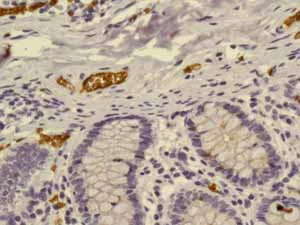 Immunohistochemistry (Formalin/PFA-fixed paraffin-embedded sections) - Anti-Glycophorin A antibody [EPR8200] (AB129024)
