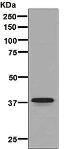 Western blot - Anti-Glycophorin A antibody [EPR8200] (AB129024)