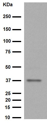 Western blot - Anti-Glycophorin A antibody [EPR8200] (AB129024), expandable thumbnail