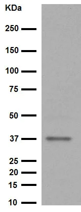 Western blot - Anti-Glycophorin A antibody [EPR8200] (AB129024)