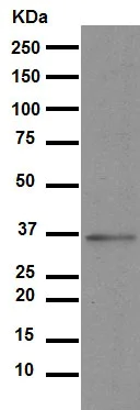 Western blot - Anti-Glycophorin A antibody [EPR8200] (AB129024)