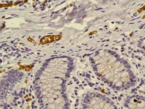 Immunohistochemistry (Formalin/PFA-fixed paraffin-embedded sections) - Anti-Glycophorin A antibody [EPR8200] - BSA and Azide free (ab218372), expandable thumbnail