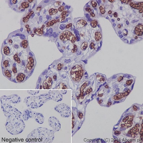 Immunohistochemistry (Formalin/PFA-fixed paraffin-embedded sections) - Anti-Glycophorin A antibody [EPR8200] - BSA and Azide free (AB218372), expandable thumbnail