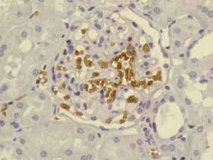 Immunohistochemistry (Formalin/PFA-fixed paraffin-embedded sections) - Anti-Glycophorin A antibody [EPR8200] - BSA and Azide free (AB218372)