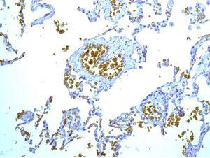 Immunohistochemistry (Formalin/PFA-fixed paraffin-embedded sections) - Anti-Glycophorin A antibody [EPR8200] - BSA and Azide free (AB218372)