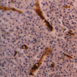 Immunohistochemistry (Formalin/PFA-fixed paraffin-embedded sections) - Anti-Glycophorin A antibody [YTH89.1] (AB33386)