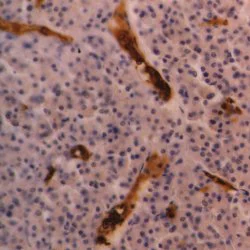 Immunohistochemistry (Formalin/PFA-fixed paraffin-embedded sections) - Anti-Glycophorin A antibody [YTH89.1] (AB33386)