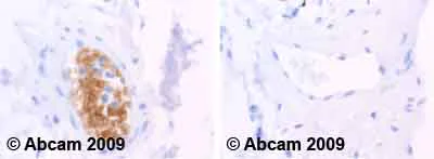 Immunohistochemistry (Formalin/PFA-fixed paraffin-embedded sections) - Anti-Glycophorin A + B antibody [HIR2] (AB15009)