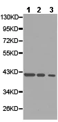 Western blot - Anti-Glycophorin C/GPC antibody (AB175257)
