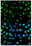 Immunocytochemistry/ Immunofluorescence - Anti-Glycophorin C/GPC antibody (AB196568)