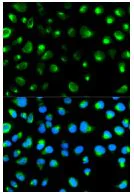 Immunocytochemistry/ Immunofluorescence - Anti-Glycophorin C/GPC antibody (AB196568)