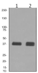 Western blot - Anti-Glycophorin C/GPC antibody [EPR4115] - BSA and Azide free (AB247701)