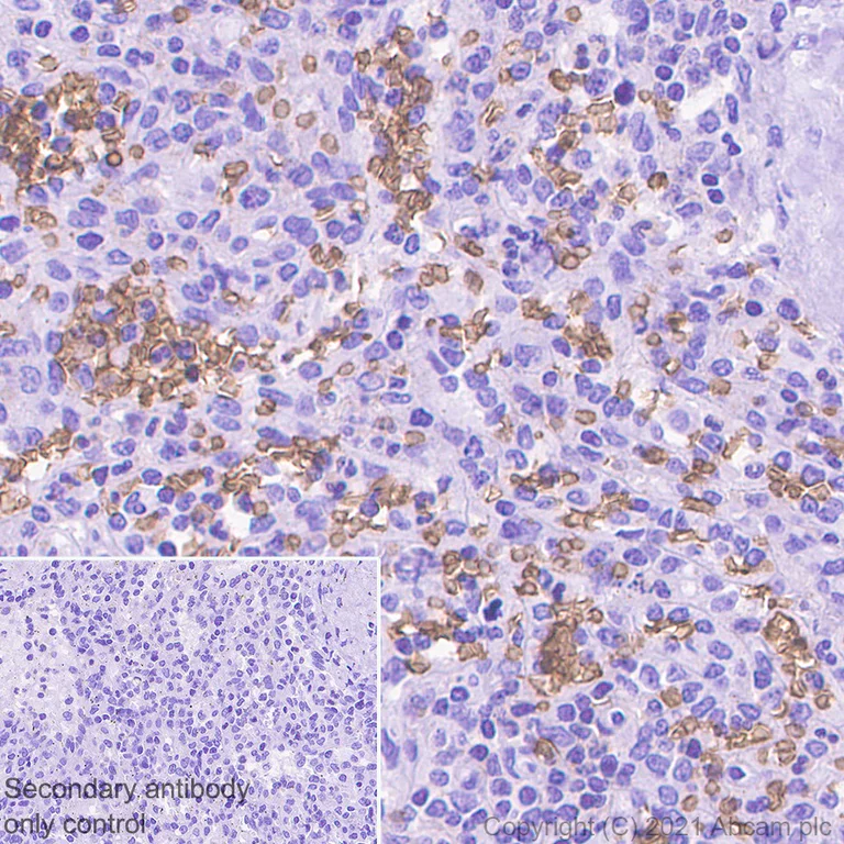 Immunohistochemistry (Formalin/PFA-fixed paraffin-embedded sections) - Anti-Glycophorin C/GPC antibody [EPR4116] - BSA and Azide free (AB247712)