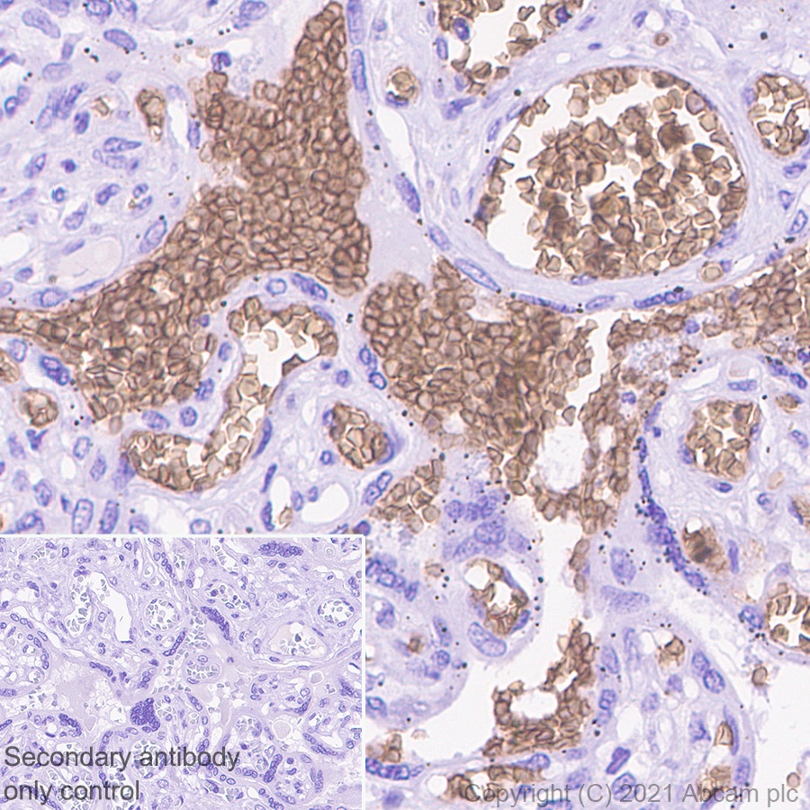 Immunohistochemistry (Formalin/PFA-fixed paraffin-embedded sections) - Anti-Glycophorin C/GPC antibody [EPR4116] - BSA and Azide free (AB247712), expandable thumbnail