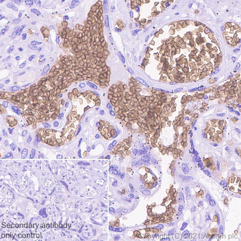 Immunohistochemistry (Formalin/PFA-fixed paraffin-embedded sections) - Anti-Glycophorin C/GPC antibody [EPR4116] - BSA and Azide free (AB247712)