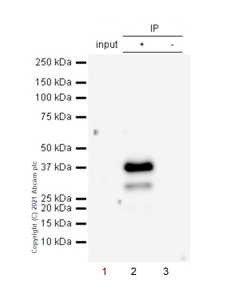 Immunoprecipitation - Anti-Glycophorin C/GPC antibody [EPR4116] - BSA and Azide free (AB247712), expandable thumbnail